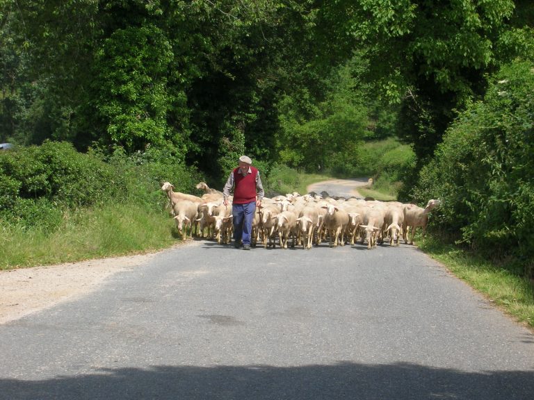 L'élevage ovins : un élévage de tradition